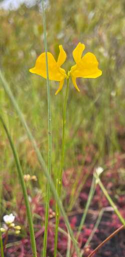 Bladderwort Photo: George Rollend