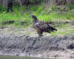 bald eagle Photo: Sheri Larsen