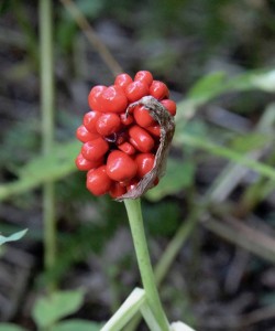 Jack in the Pulpit September Photo: AM Dannis
