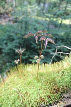 Forest Plants Photo: John Blaser