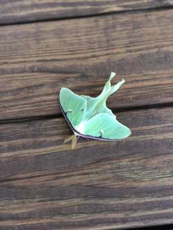 Luna moth Photo: Rodney and Amy Johnson