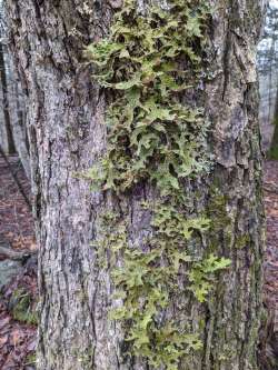 Lungwort lichen Photo: Jack Nelson