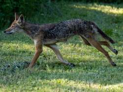 Coyote Photo: Ross Lanius