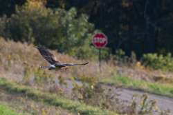 Northern harrier Photo: Yvonne Mehlenbacher