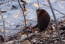 39_muskrat_on_shore_lower_mystic_lake.jpg