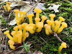 Jelly babies Photo: Sheri Larsen