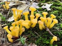 Jelly babies Photo: Sheri Larsen