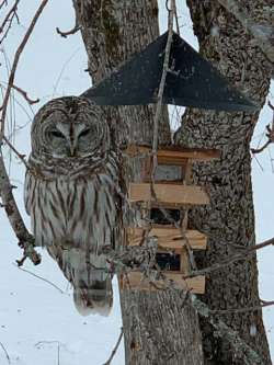 Owl Photo: Susan Stitely