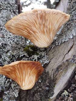 Mushrooms Photo: Frank Kaczmarek