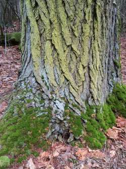 Winter tree Photo: Gail Cameron