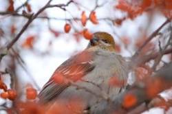 39_pine_grosbeak_2.jpg
