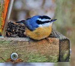 Nuthatch Photo: Tami Gingrich