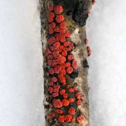 Red brain fungus Photo: Sandy Dannis