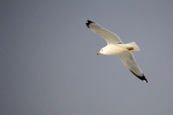 Ring Billed Gull Photo: Ken Hatch