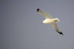 Ring Billed Gull Photo: Ken Hatch