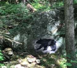 Rock art Photo: Janet Innes