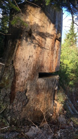 Stump Face Photo: Dan Bureau