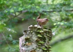 Wren Photo: Karinne Heise