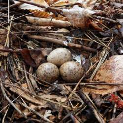 Woodcock eggs Photo: AM Dannis