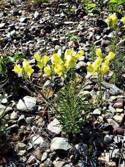 Yellow toadflax Photo: Nate Rosebrooks