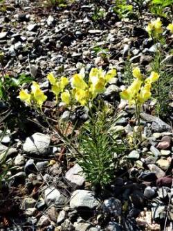 Yellow toadflax Photo: Nate Rosebrooks