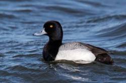 3_8x2a5426_greater_scaup_aaa.jpg