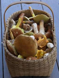 Basket of mushrooms Photo: AM Dannis