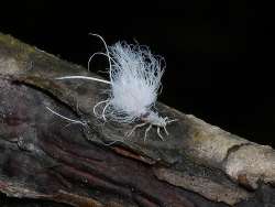 Wooly adelgid Photo: Charlie Schwarz