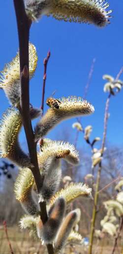 Bees Photo: Robert Becker