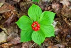 Bunchberry Photo: Tom Grett