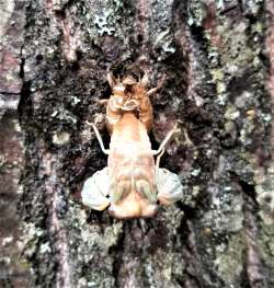 Cicada Nymph Photo: Ed Baum