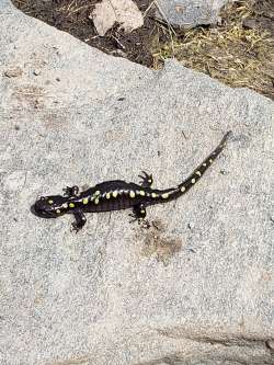 Spotted Salamander Photo: Helen O'Melia