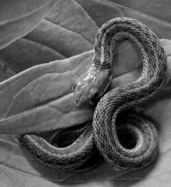 Garter snake Photo: Frank Kaczmarek