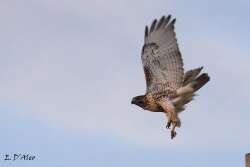 Red tailed hawk Photo: Eric D'Aleo