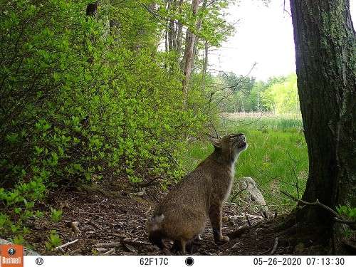 Bobcat