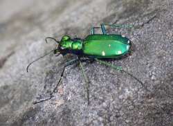 Tiger beetle Photo: Frank Kaczmarek