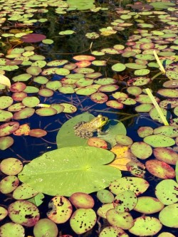 Frog Photo: Tom Grett