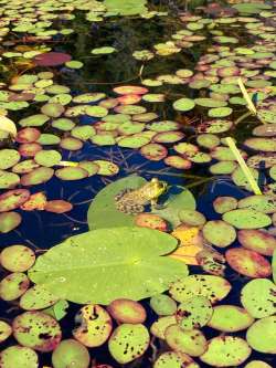 Frog Photo: Tom Grett