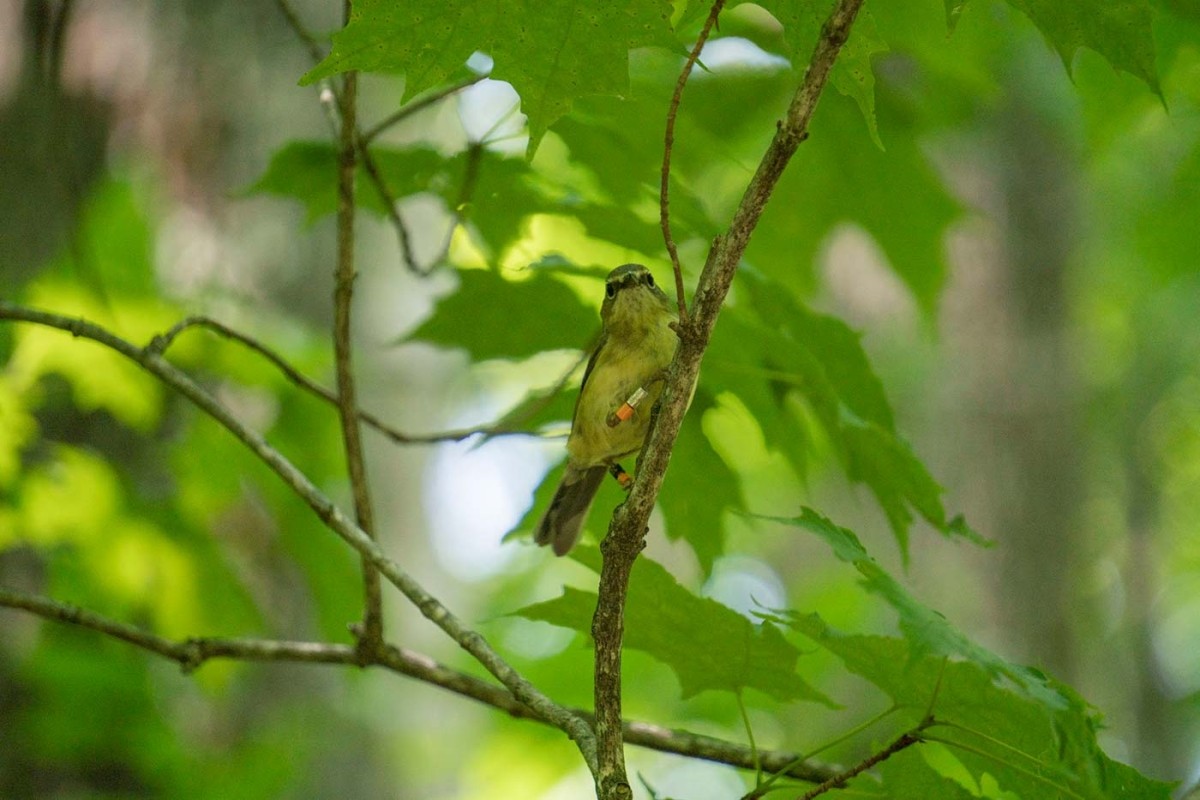 Banded bird