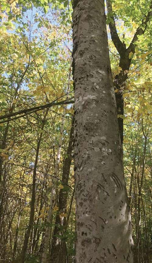 American beech