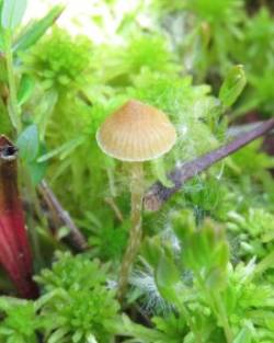 Mushroom Photo: Armando Stettner