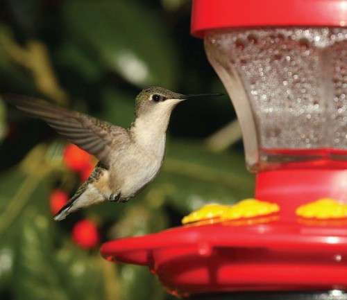 Hummingbird at feeder