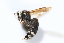 3_bald-faced-hornet.jpg
