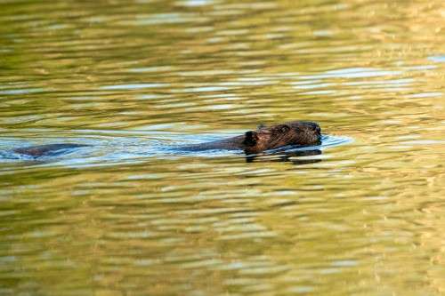 Beaver