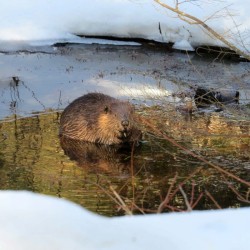 Beaver Photo: Ben Haubrich