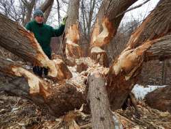 Beaver work Photo: Pat Liddle