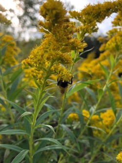 Bees on Goldenrod Photo: Tracy Rice