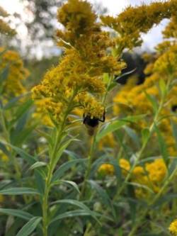 Bees on Goldenrod Photo: Tracy Rice