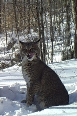 3_bobcat_licking_her_lips.jpg