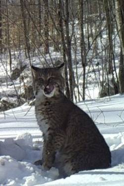 3_bobcat_licking_her_lips.jpg